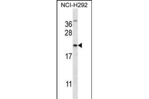 MUC1/E Antibody (C-term) (ABIN657546 and ABIN2846561) western blot analysis in NCI- cell line lysates (35 μg/lane). (MUC1 Antikörper  (C-Term))