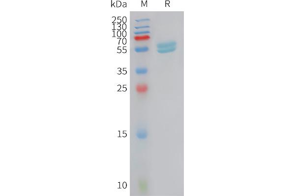 IFNA2 Protein (AA 24-188) (Fc Tag)
