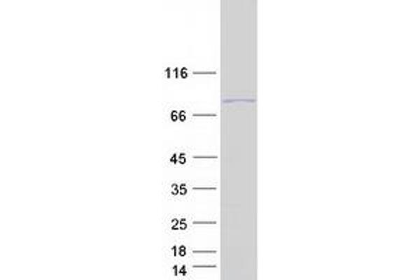 CCDC155 Protein (Myc-DYKDDDDK Tag)