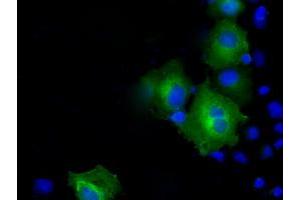 Immunofluorescence (IF) image for anti-Proteasome (Prosome, Macropain) 26S Subunit, ATPase, 3 (PSMC3) antibody (ABIN1501336) (PSMC3 Antikörper)