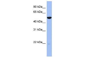 WB Suggested Anti-MAP2K7 Antibody Titration:  0. (MAP2K7 Antikörper  (Middle Region))