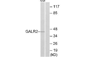 Western blot analysis of extracts from RAW264. (GALR2 Antikörper  (Internal Region))