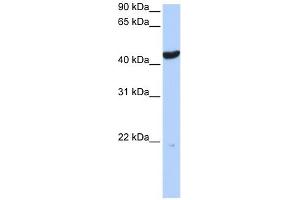 Cytokeratin 23 antibody used at 1 ug/ml to detect target protein. (KRT23 Antikörper)