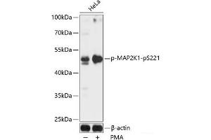 Western blot analysis of extracts of HeLa cells using Phospho-MAP2K1(pS221) Polyclonal Antibody at dilution of 1:1000. (MEK1 Antikörper  (pSer221))