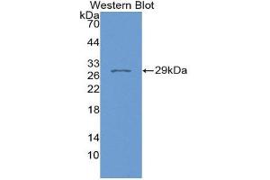 Western Blotting (WB) image for anti-FK506 Binding Protein 8, 38kDa (FKBP8) (AA 93-339) antibody (ABIN3201760) (FKBP8 Antikörper  (AA 93-339))