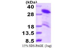 SDS-PAGE (SDS) image for Hepatoma-Derived Growth Factor-Related Protein 3 (HDGFRP3) (AA 1-203) protein (His tag) (ABIN667650) (HDGFRP3 Protein (AA 1-203) (His tag))