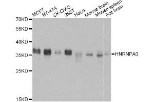 Western blot analysis of extracts of various cell lines, using HNRNPA0 antibody. (HNRNPA0 Antikörper  (AA 1-180))