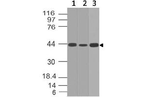 Image no. 1 for anti-Interleukin 17 Receptor E (IL17RE) (AA 50-268) antibody (ABIN5027273) (IL17RE Antikörper  (AA 50-268))