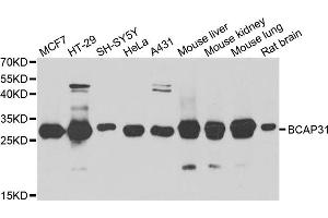 Western blot analysis of extracts of various cell lines, using BCAP31 antibody (ABIN5974244) at 1/1000 dilution. (BCAP31 Antikörper)