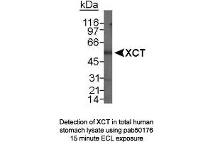 Image no. 1 for anti-Solute Carrier Family 7, (Cationic Amino Acid Transporter, Y+ System) Member 11 (SLC7A11) (N-Term) antibody (ABIN363485) (SLC7A11 Antikörper  (N-Term))