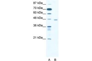 Western Blotting (WB) image for anti-C-terminal Binding Protein 1 (CTBP1) antibody (ABIN2460479) (CTBP1 Antikörper)