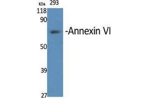 Western Blot (WB) analysis of specific cells using Annexin VI Polyclonal Antibody. (ANXA6 Antikörper  (N-Term))