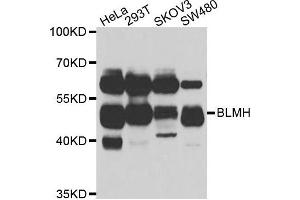 Western blot analysis of extracts of various cell lines, using BLMH antibody. (BLMH Antikörper)
