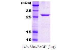 SDS-PAGE (SDS) image for DnaK (AA 385-638) protein (ABIN666810) (DnaK (AA 385-638) Protein)