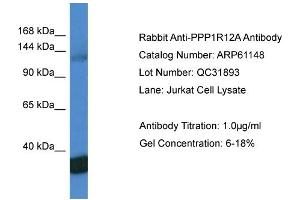 Western Blotting (WB) image for anti-Myosin Phosphatase, Target Subunit 1 (PPP1R12A) (C-Term) antibody (ABIN786344) (PPP1R12A Antikörper  (C-Term))