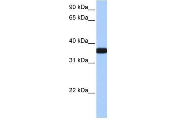 OCEL1 Antikörper  (C-Term)