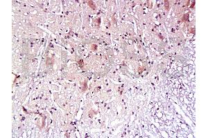 Immunohistochemistry (IHC) image for anti-Aquaporin 4 (AQP4) (AA 271-323) antibody (ABIN671181)