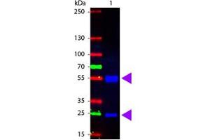 Image no. 1 for Rabbit anti-Pig IgG (Whole Molecule) antibody (FITC) (ABIN301126) (Kaninchen anti-Schwein IgG (Whole Molecule) Antikörper (FITC))