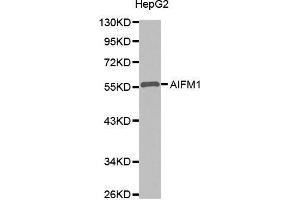 Western Blotting (WB) image for anti-Apoptosis-Inducing Factor, Mitochondrion-Associated, 1 (AIFM1) antibody (ABIN1678609) (AIF Antikörper)