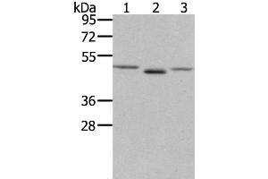 Western Blot analysis of NIH/3T3 cell and Human placenta tissue, lovo cell using FGFRL1 Polyclonal Antibody at dilution of 1:400 (FGFRL1 Antikörper)