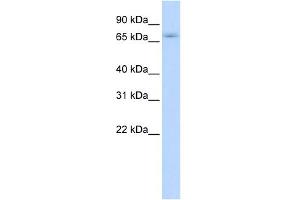 WB Suggested Anti-ZNF708 Antibody Titration:  0. (ZNF708 Antikörper  (N-Term))