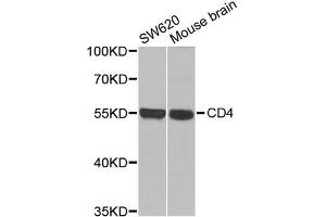 Western blot analysis of extracts of various cell lines, using CD4 antibody (ABIN1875406) at 1:1000 dilution. (CD4 Antikörper)