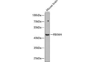 Western blot analysis of extracts of mouse brain, using FBXW4 antibody (ABIN6131633, ABIN6140531, ABIN6140532 and ABIN6224171) at 1:1000 dilution. (FBXW4 Antikörper  (AA 143-412))