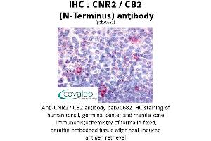 Image no. 1 for anti-Cannabinoid Receptor 2 (CNR2) (Extracellular Domain), (N-Term) antibody (ABIN1733182) (CNR2 Antikörper  (Extracellular Domain, N-Term))