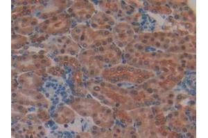 IHC-P analysis of Mouse Kidney Tissue, with DAB staining. (MEK2 Antikörper  (AA 44-313))