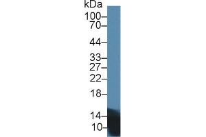 Western Blot; Sample: Mouse Pancreas lysate; Primary Ab: 1µg/ml Rabbit Anti-Rat INS Antibody Second Ab: 0. (Insulin Antikörper  (AA 25-110))