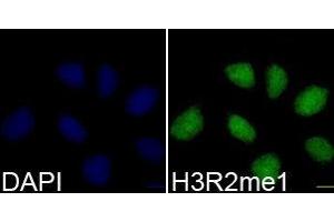 Immunofluorescence (IF) image for anti-Histone 3 (H3) (H3R2me) antibody (ABIN1873013) (Histone 3 Antikörper  (H3R2me))