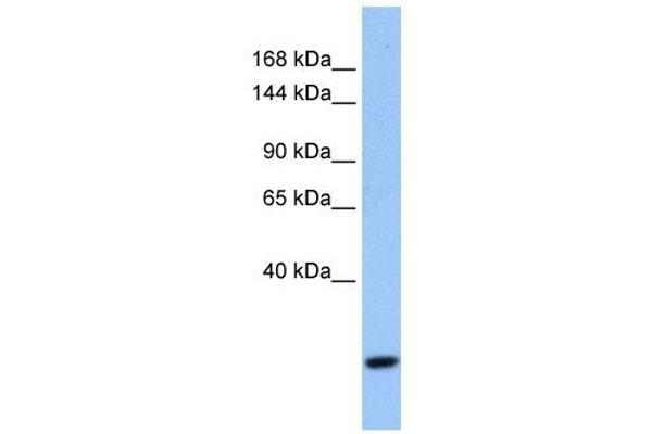 FBXW10 Antikörper  (N-Term)