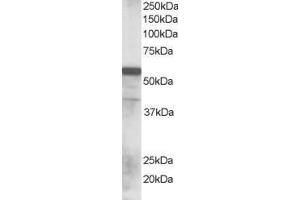 Image no. 1 for anti-Ring Finger Protein 8 (RNF8) (AA 2-14) antibody (ABIN297538) (RNF8 Antikörper  (AA 2-14))
