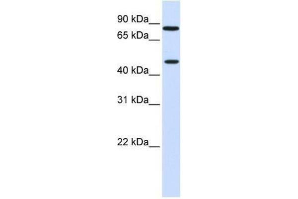 ZNF710 Antikörper  (N-Term)