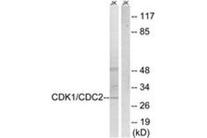 Western Blotting (WB) image for anti-Cyclin-Dependent Kinase 2 (CDK2) (AA 1-50) antibody (ABIN2888654) (CDK2 Antikörper  (AA 1-50))