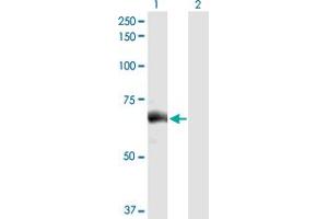 Western Blot analysis of SLC27A5 expression in transfected 293T cell line by SLC27A5 MaxPab polyclonal antibody. (SLC27A5 Antikörper  (AA 1-690))