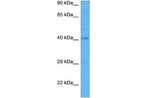 Host:  Rabbit  Target Name:  SOX1  Sample Tissue:  Mouse Heart  Antibody Dilution:  1ug/ml (SOX1 Antikörper  (Middle Region))