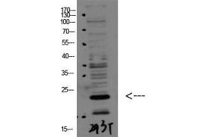Western Blot (WB) analysis of 293T using Bax Polyclonal Antibody diluted at 1:1000. (BAX Antikörper  (N-Term))