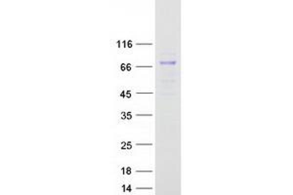 CYP4B1 Protein (Transcript Variant 1) (Myc-DYKDDDDK Tag)