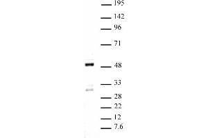 Ets-1 pAb tested by Western blot. (ETS1 Antikörper  (C-Term))