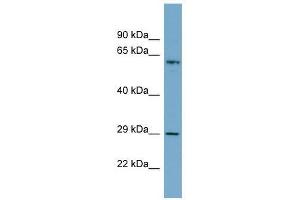 BATF2 antibody used at 0. (BATF2 Antikörper  (N-Term))