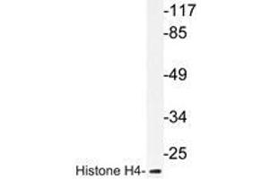 Western blot analysis of Histone H4 antibody in extracts from COS7 cells. (Histone H4 Antikörper)