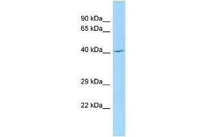 WB Suggested Anti-CDC42EP1 Antibody Titration: 1. (CDC42EP1 Antikörper  (N-Term))