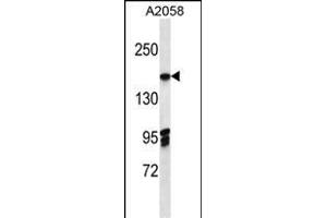 EIF3A Antibody (C-term) (ABIN656879 and ABIN2846079) western blot analysis in  cell line lysates (35 μg/lane). (EIF3A Antikörper  (C-Term))