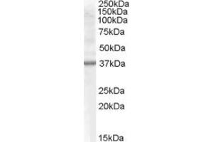 Western Blotting (WB) image for anti-Renalase, FAD-Dependent Amine Oxidase (RNLS) (AA 134-147) antibody (ABIN290149) (RNLS Antikörper  (AA 134-147))