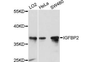 Western blot analysis of extracts of various cell lines, using IGFBP2 antibody (ABIN5970156) at 1/1000 dilution. (IGFBP2 Antikörper)