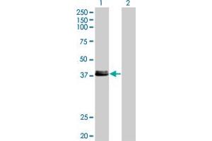 Western Blot analysis of CREB1 expression in transfected 293T cell line by CREB1 monoclonal antibody (M08), clone 2B2. (CREB1 Antikörper  (AA 14-101))