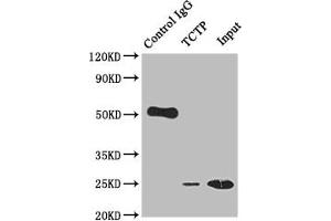 Western Blotting (WB) image for anti-Tumor Protein, Translationally-Controlled 1 (TPT1) antibody (ABIN7127838)