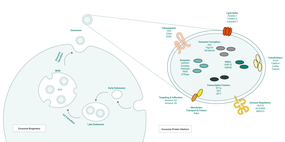 Exosomen-Biogenese und Protein-Marker
